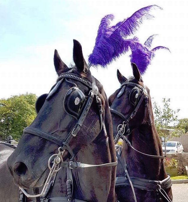 Kilvey-Carriages-Custom-Plumes-Colourful-Plumes-Cardiff-Llanelli-Swansea-Black-Horse-Carriage